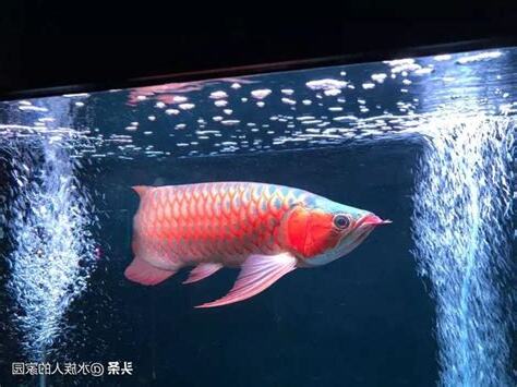 紅龍 壽命
